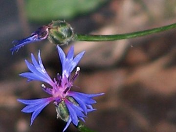 Un''altra Centaurea - Cyanus segetum